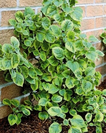 Miranda Climbing Hydrangea Plant
