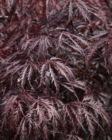 Tamukeyama Japanese Maple Plant