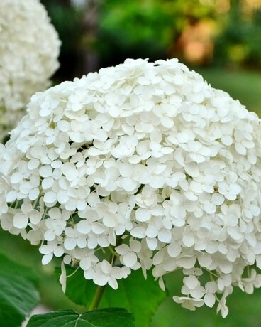 5 Gallon size,  inches height and  inches wide.