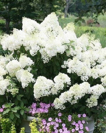 Bobo Hydrangea Plant