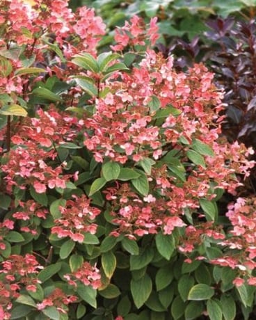 Quick Fire Hydrangea Plant