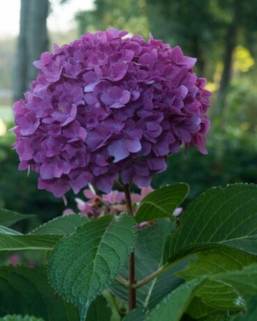 Let's Dance Rave Hydrangea Plant