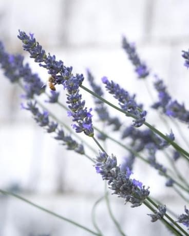 Phenomenal French Lavender Plant