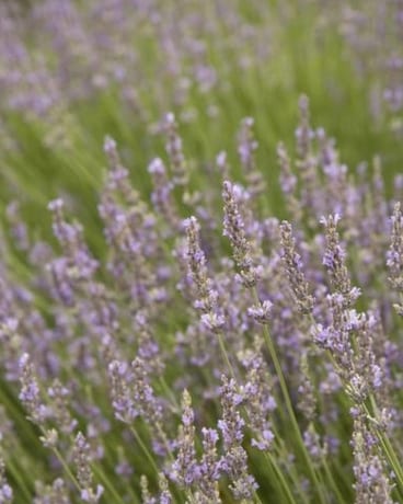 Provence French Lavender Plant