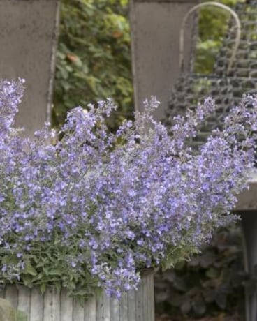 Junior Walker Catmint Plant