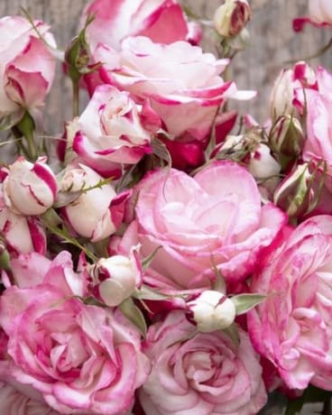Grace N Grit Pink BiColor Shrub Rose Plant