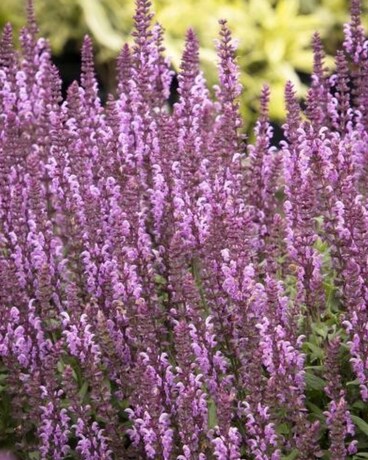 Apex Pink Meadow Sage Plant
