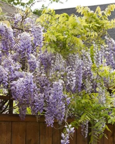 Texas Purple Japanese Wisteria Plant