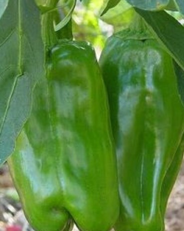 Big Bertha Sweet Green Pepper Plant