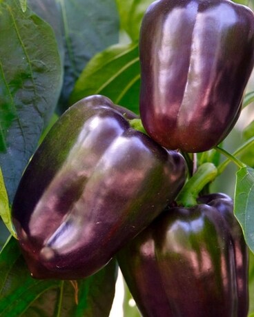 Purple Beauty Pepper Plant