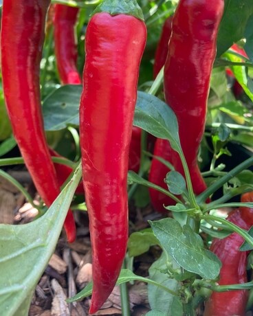 Cayenne Pepper Plant Plant