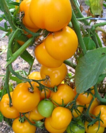 Lemon Boy Tomato Plant