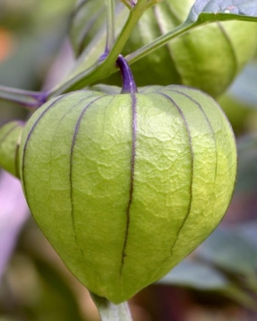 Tomatillo Plant