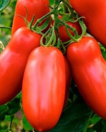 San Marzano Tomato Plant