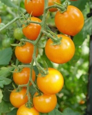 Sun Sugar Tomato Plant