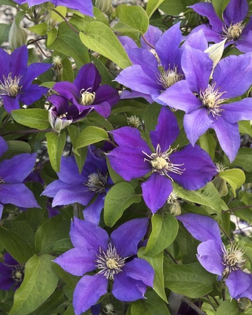 Clematis 'Boulevard® Olympia™' in Cincinnati OH - Benken Florist Home ...