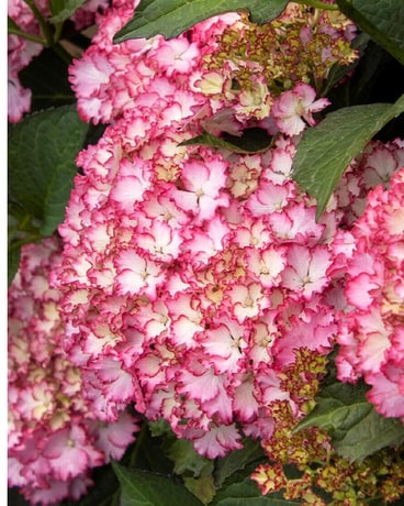 Hydrangea 'Seaside Serenade® Fire Island' in Cincinnati OH - Benken ...