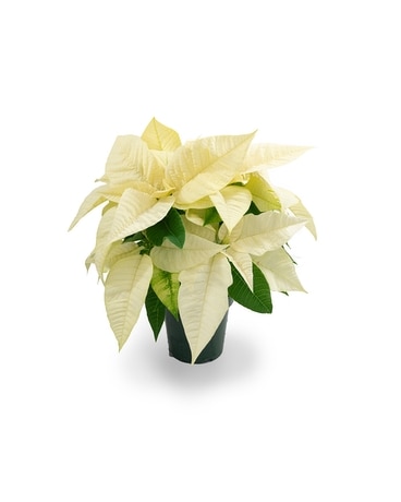 4 1/2 Inch Poinsettia Plant