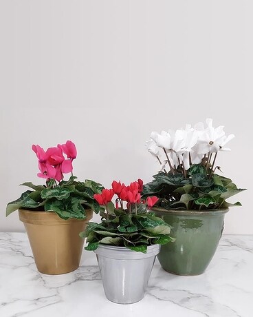 Beautiful Seasonal Flowers Banner