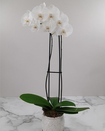 Elegant Orchids - White Plant