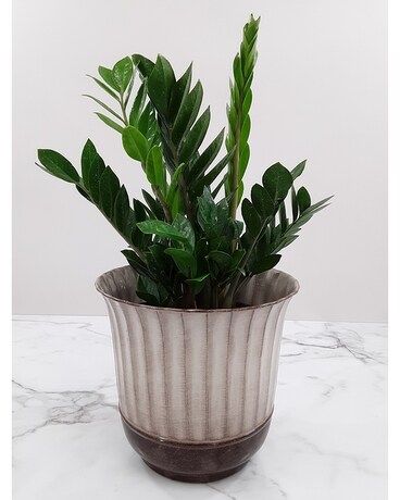 ZZ Plant Plant