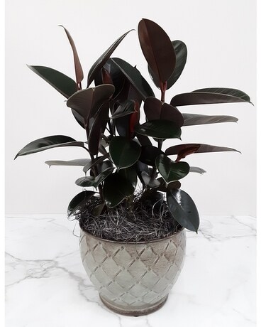 Rubber Plant Plant