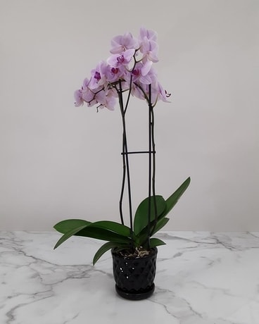 Elegant Orchids Plant
