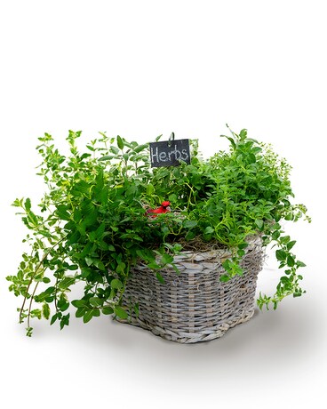 Herb Garden Dish Garden Plant