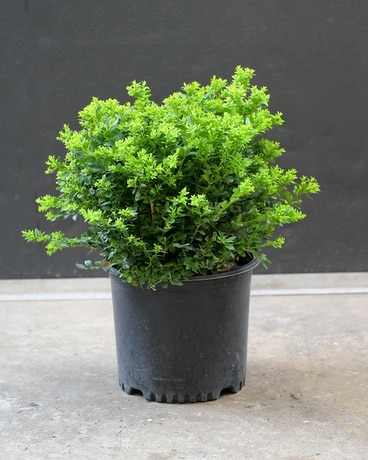 Buxus 'Green Velvet' Boxwood Plant
