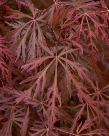 Acer Palmatum Dissectum 'Garnet' Japanese Maple Plant