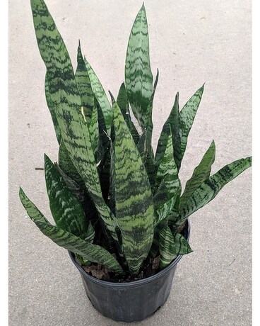 Sansevieria 'Snake Plant' Plant