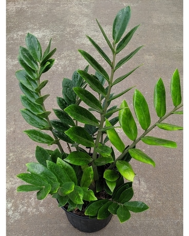 Zamioculus 'Zanzibar Gem' Plant