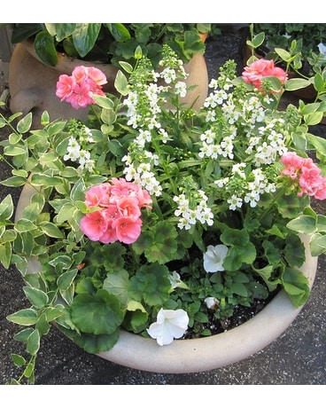 Seasonal Porch Pot Club Plant