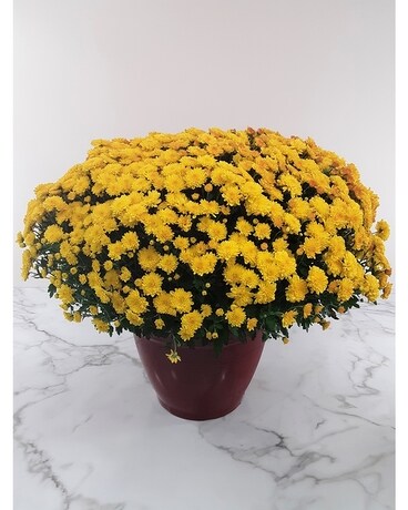 14 Inch Garden Mum In Patio Pot Plant