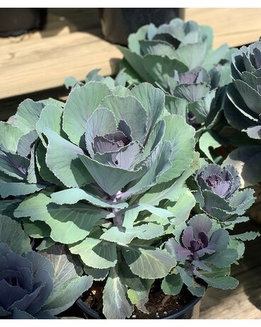 Ornamental Cabbage or Kale Plant