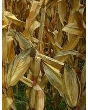 Cornstalk Custom product