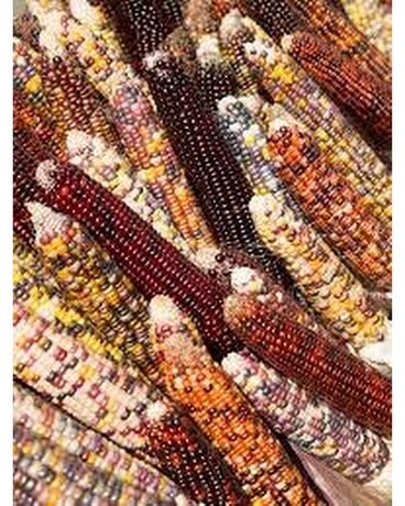Indian Corn Plant