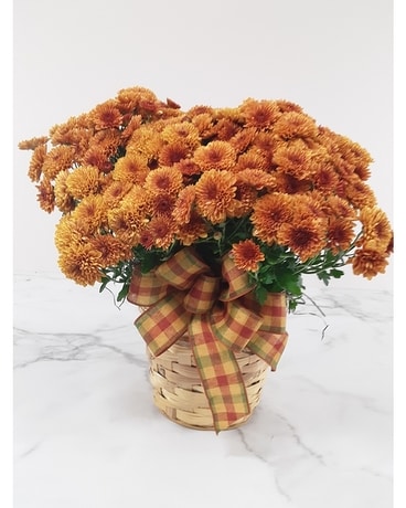 Garden Mum In A Basket Plant