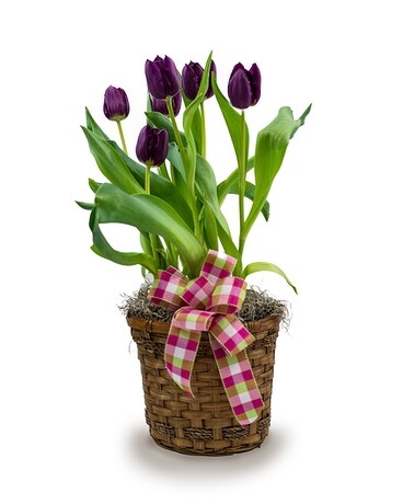 Tulip Bulb Basket Custom product