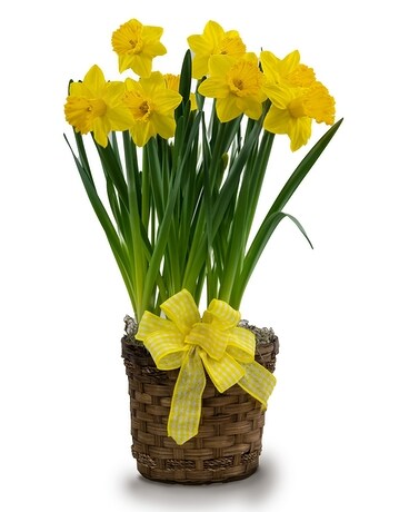 Daffodil Plant Plant