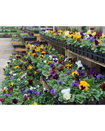 Tray of Pansies Custom product
