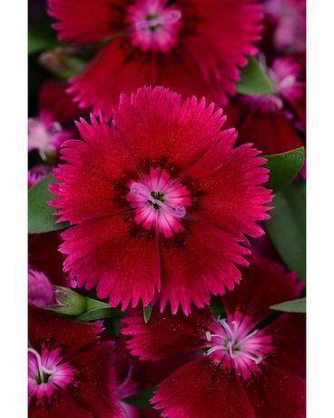 Tray of Dianthus size,  inches height and  inches wide.
