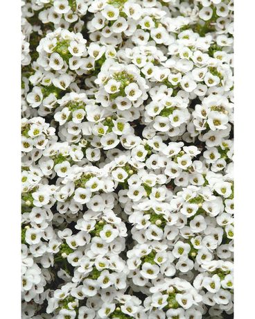 Tray of Alyssum Custom product