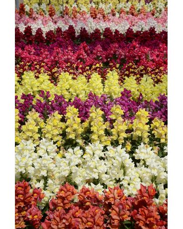 Tray of Snap Dragons size,  inches height and  inches wide.