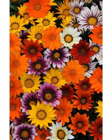 Tray of Gazania Custom product