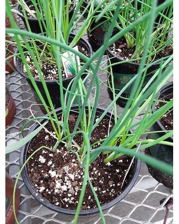 Chives Plant