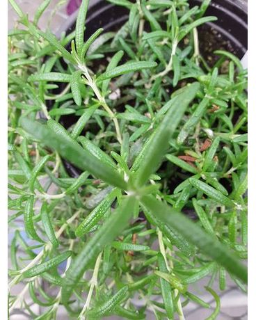 Prostrate Rosemary Plant