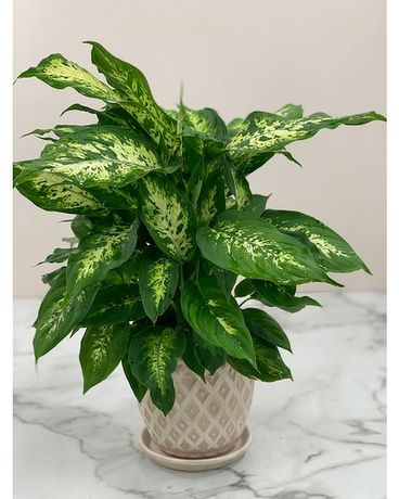 Green Plant Plant