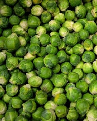 Brussels Sprouts Plant