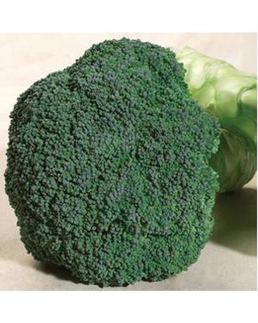 Broccoli 6 Pack Plant